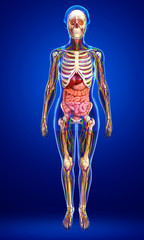 Lymphatic, skeletal, nervous and circulatory system of female bo