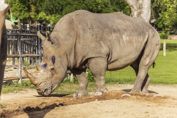 Fototapeta premium Rhino