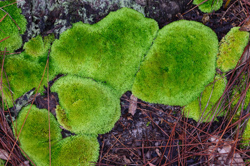 Moss cover on old stump in forest.