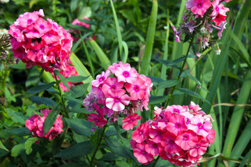 Obraz premium Pink phlox