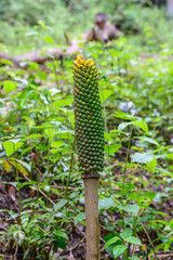 Fruits of Amorphophallus paeoniifolius (Dennst.) Nicolson.