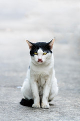 Black and white cat .straight face siiting.