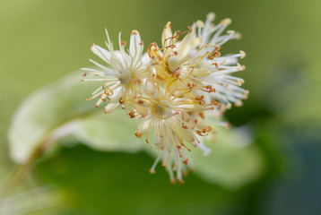 Lime blossom