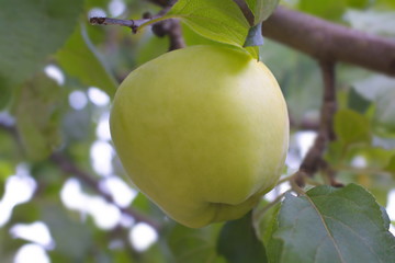 green apple on a brunch