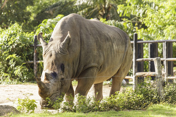 Naklejka premium Rhino