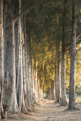 Rows of Pine trees