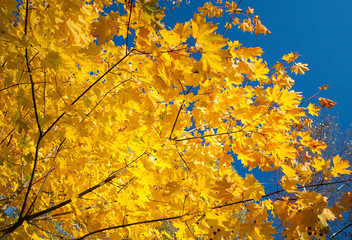 Fragment of autumn trees