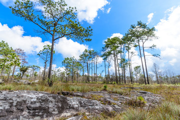 Pine forest with blue sky in sunny day.