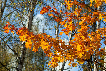 Fragment of autumn trees
