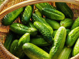 Fresh Cucumbers in Basket