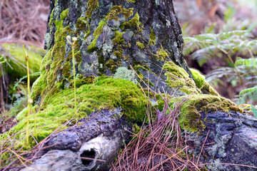 Moss cover on old stump in forest.