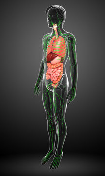 Lymphatic and digestive system of male body artwork