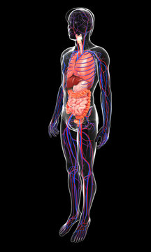 Digestive and circulatory system of male body