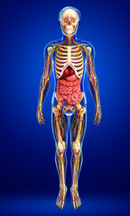Fototapeta premium Lymphatic, skeletal, nervous and circulatory system of male anat