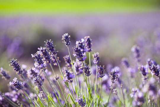 Lavender in the field