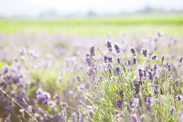 Fototapeta premium Lavender in the field