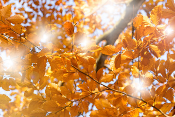 Sunlight thru autumn leaves