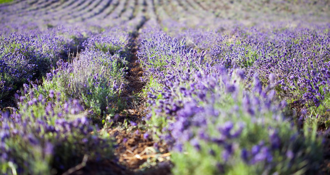 Lavender in the field