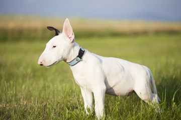 Obraz premium Bull terrier puppy playing in the grass