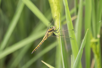Dragonfly perched on a leaf