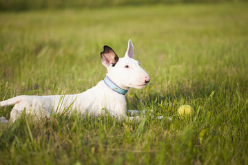 Obraz premium Bull terrier puppy playing in the grass