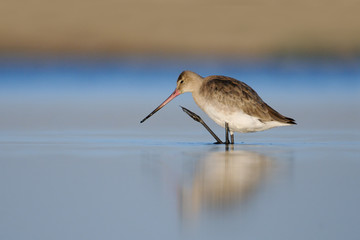 Black-tailed Godwit early morning exercises