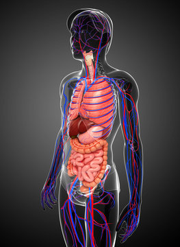 Digestive and circulatory system of male body