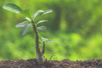 Young plant with filter effect retro vintage style