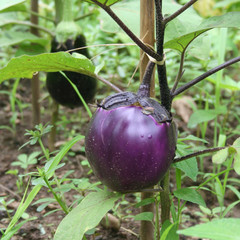 melanzana tonda su pianta