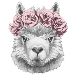 Portrait of Lama with floral head wreath. Hand drawn illustration. © Victoria Novak