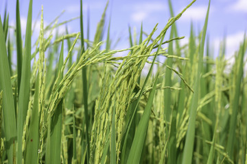 Obraz premium Close up of green rice paddy.