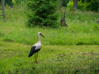 Storks in nature