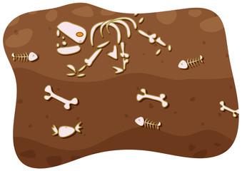 Fossil under the ground