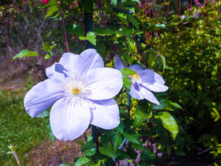 white flowers in garden at summer