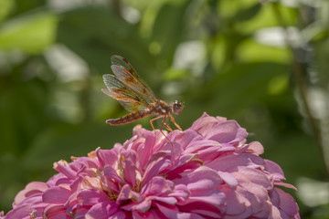  eastern amberwing ,Perithemis tenera