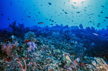 Naklejka premium Underwater coral wall Fiji