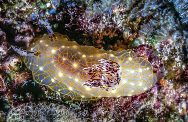 GOLD LACE NUDIBRANCH Halgerda