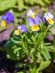 blue and yellow field flowers