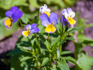 blue and yellow field flowers