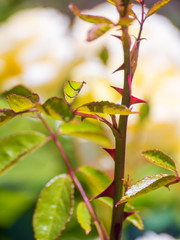  yellow garden roses.