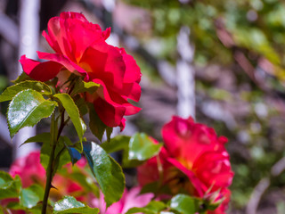 Fragrant purple Rose in Full Bloom.