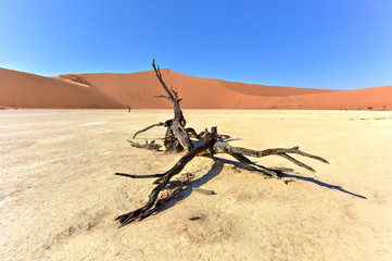Dead Vlei, Namibia