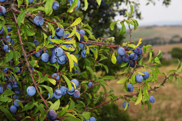 Schlehe - Prunus spinosa