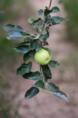 Unripe apples hanging on a branch at orchard