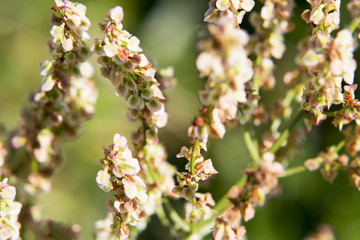 Растение, цветочный куст