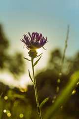 Sommerlicher Sonnenaufgang hinter Bl&uuml;te