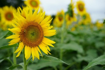 清瀬市のヒマワリ