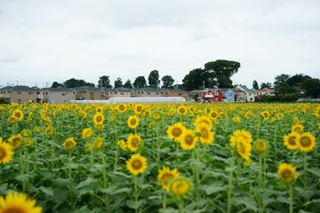 清瀬市のヒマワリ
