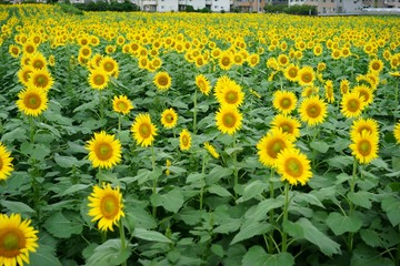 清瀬市のヒマワリ