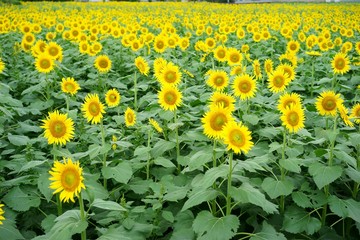 清瀬市のヒマワリ